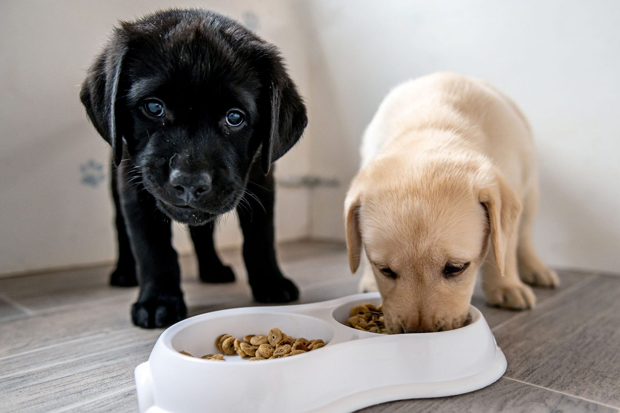 son las vitaminas prenatales seguras para los perros