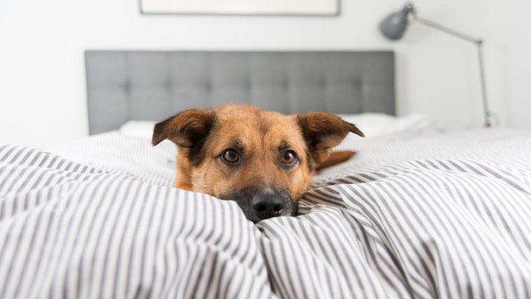 Perros dormir en la fashion cama