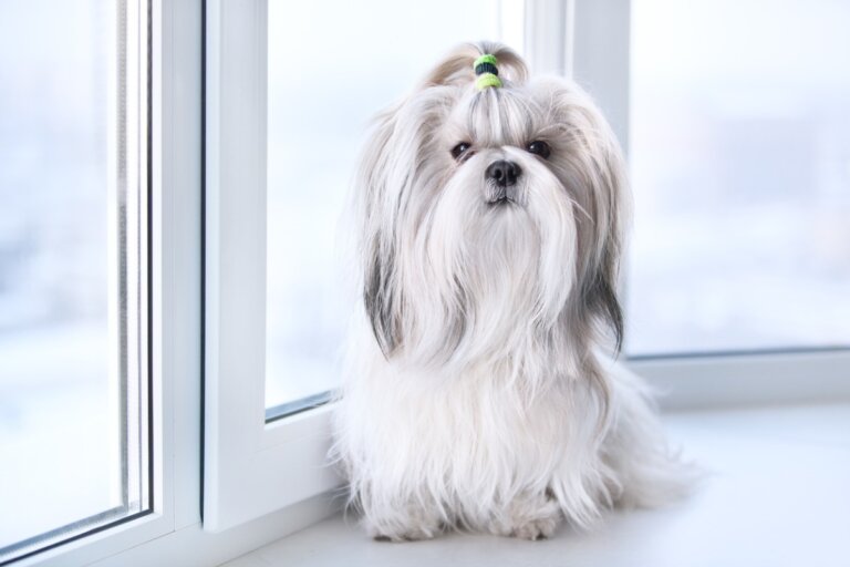 por qué mi shih tzu pierde el pelo