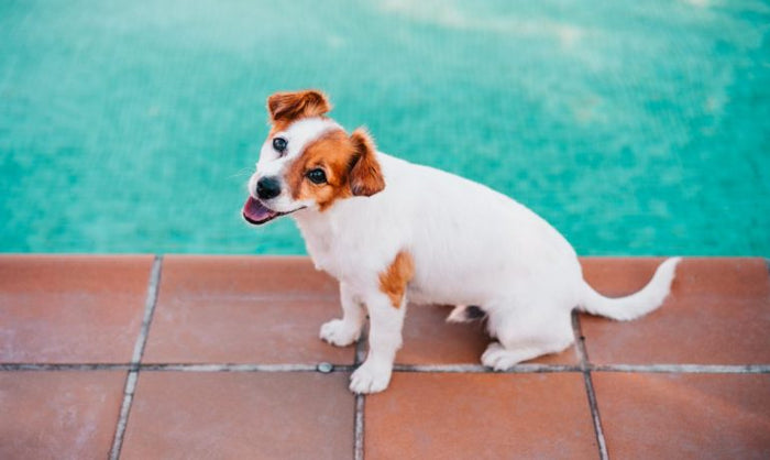 el agua con cloro es mala para que los perros naden